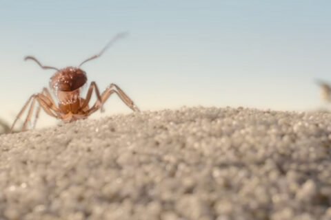 Ant
