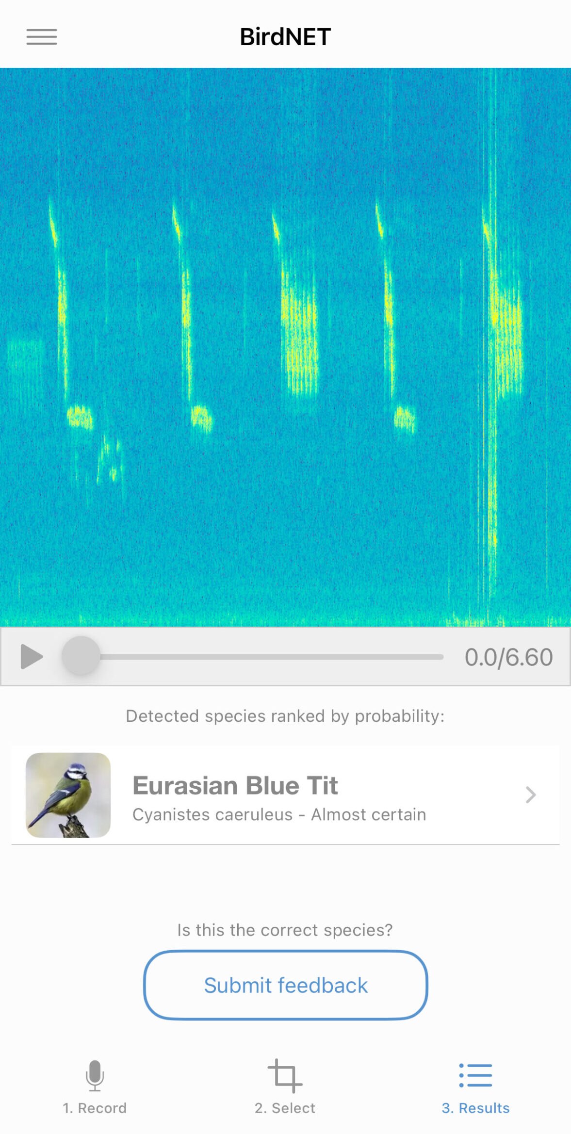 BirdNET identification