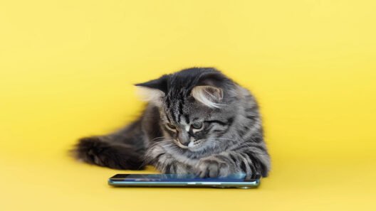 Pets toolkit hero