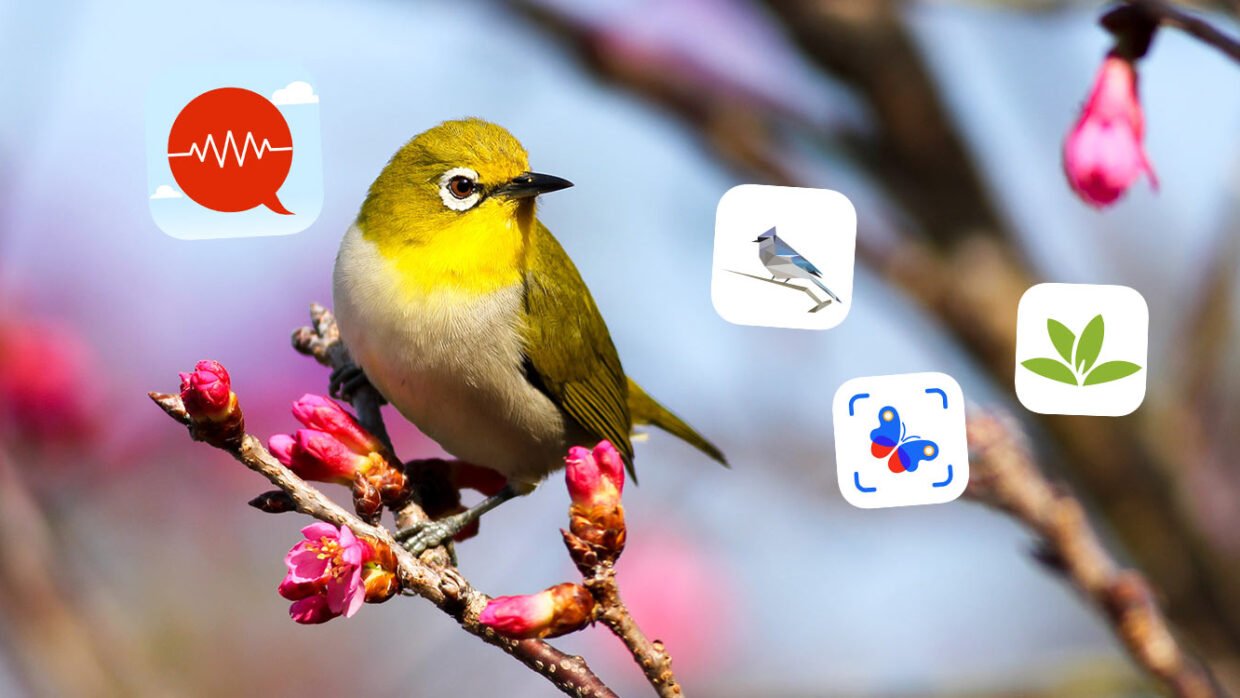 Identify nature header